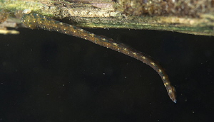 Leech (Erpobdella spec.)
under a submerged branch by Chris Krambeck 